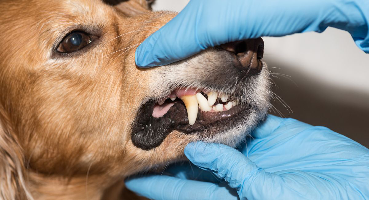 Pet Dental